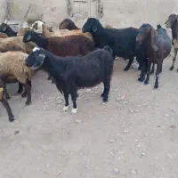 بز شیرده|حیوانات مزرعه|بلبان آباد, |دیوار