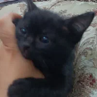 واگذاری بچه گربه