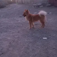 سگ اشپیز ماده پامر متوسط