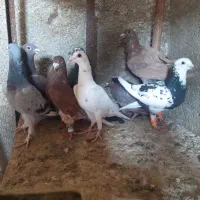 12تا کفتر پرشی مناسب|پرنده|میان ولایت, |دیوار