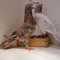 سار سرور نرماده|پرنده|چناران, |دیوار