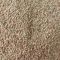 عدس امسال تمیز و درجه یک
