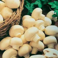 نیروی اتباع بار مدرک در شرکت قارچ