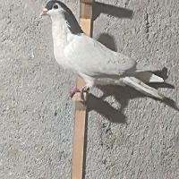 کفتر پرشی|پرنده|چناران, |دیوار