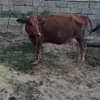 گاو گوساله|حیوانات مزرعه|بم, |دیوار