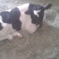 فروش گوساله نر