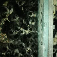 تبدیل تخم نطفه دار به جوجه.فروش تخم نطفه دارو جوجه|حیوانات مزرعه|قم, تعویض پلاک|دیوار