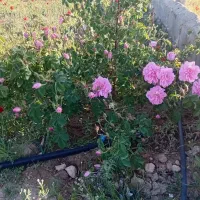 فروش-باغ-درروستای-سیمن