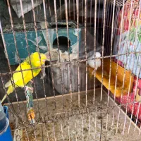 مرغ عشق مولد روی تخم ۳ جفت