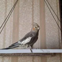 عروس هلندی ماده