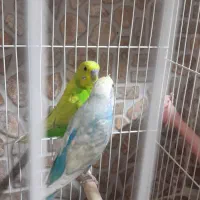 مرغ عشق|پرنده|سرایان, |دیوار