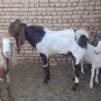 بزغاله نر تخمی|حیوانات مزرعه|شهرآباد, |دیوار