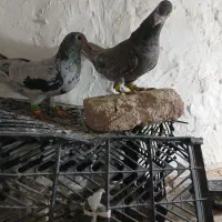 نروماده هفترنگ لک دار|پرنده|اسفرورین, |دیوار