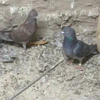 کفتر|پرنده|زابل, |دیوار