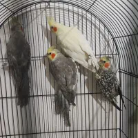 عروس هلندی 800|پرنده|دورود, |دیوار