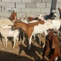 کهره گیسه بز خود بندرعباس با قصابی رایگان|حیوانات مزرعه|بندرعباس, |دیوار