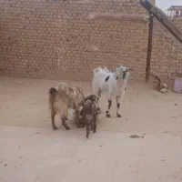 کوسفند|حیوانات مزرعه|یزد, |دیوار