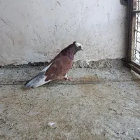 گلی دم سرور