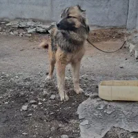 سگ نگهبان|سگ|درگزین, |دیوار