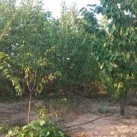 باغ بادام مامایی