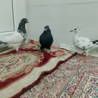 سه عدد کبوتر 2 عدد ماده و 1 عدد نر