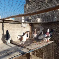 کبوتر رنگی|پرنده|قرچک, مهدیه|دیوار