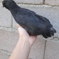 مرغ مینیاتوری