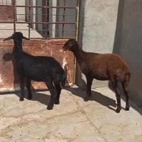 ۲ راس بره ماده مناسب نگهداری و دامازدخ