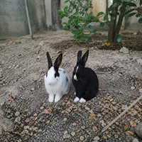 خرگوش فروشی