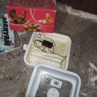 دستگاه جوجه کشی فول اتومات|ماشین‌آلات صنعتی|بم, |دیوار