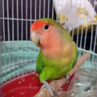 طوطی برزیلی