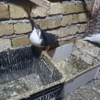 چپ نرخوشرنگ ماده|پرنده|تاکستان, |دیوار