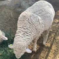 فروش یک راس قوچ ایلدوفرانس ۲ ساله