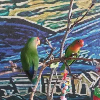 کوتوله برزیلی