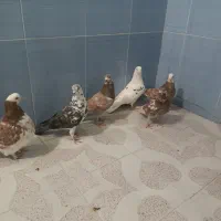 کبوتر