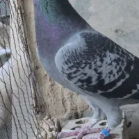 المانی با قفس