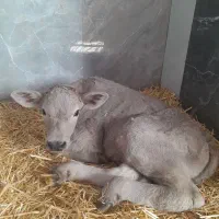 نیرو ، کارگر ،شیردوش حرفه ای