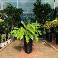 گیاهان آپارتمانی شیک گلدان خورده اماده