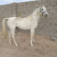 فروش یک اسب نر عرب