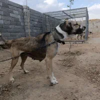 دو عدد سگ ماده سرابی