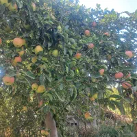 اجاره سه درخت سیب قرمز