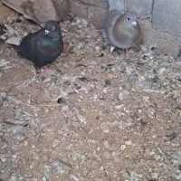 دوجفت کفتر|پرنده|رفسنجان, |دیوار