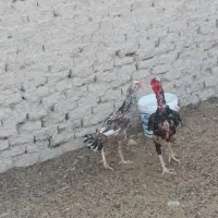فروشی دوتا خروس یک ماکیان