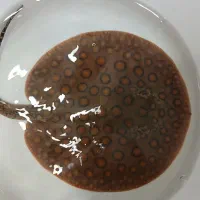 پلکو سفره آروانا آراپیما ماهی