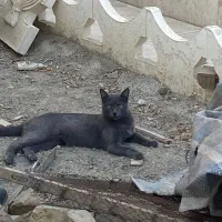 پیدا شده