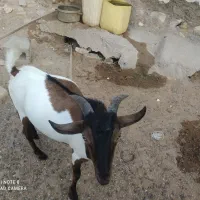 کهر نر خوب هم برای گوشت هم