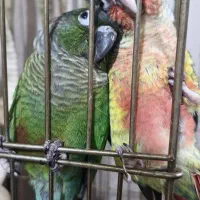 طوطی گرینچیک