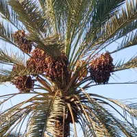 فروش ثمر نخل شاهانی جم