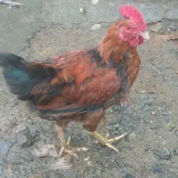 کلشیر محلی|حیوانات مزرعه|سروآباد, |دیوار