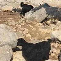 دو راس کهره رو هم 30کیلو|حیوانات مزرعه|کوهمره, |دیوار